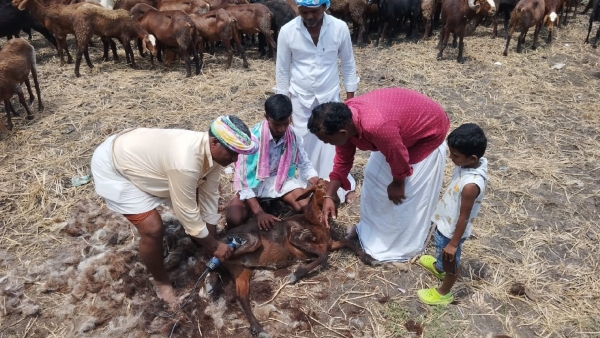 Boon to shepherds Wool shearing machine- Rented by Wool Producers Association