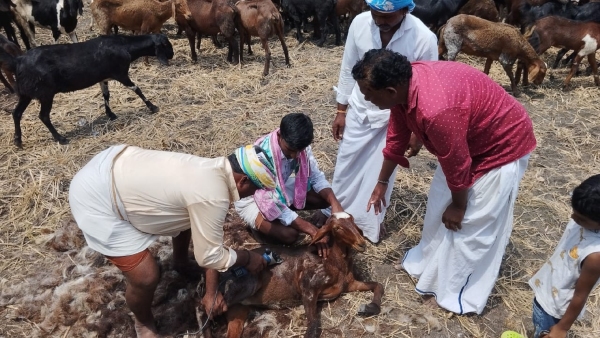 Boon to shepherds Wool shearing machine- Rented by Wool Producers Association