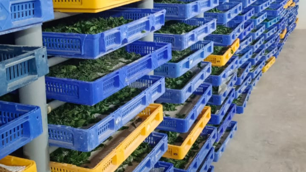 Chikkaballapur Silkworms is Expensive for Farmers