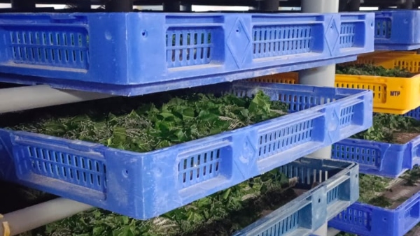 Chikkaballapur Silkworms is Expensive for Farmers