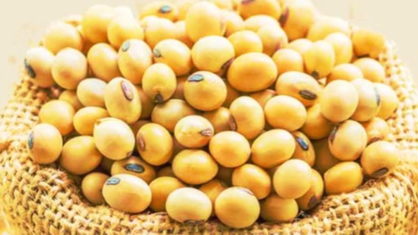 Agriculture Department Tips To Protect Soyabean Crop