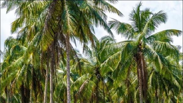 Tips For Farmers This Is The Best Time To Plant Coconut Saplings Tips For Farmers This Is The Best Time To Plant Coconut Saplings