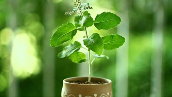 Vastu Tips for Tulsi Plant in kannada