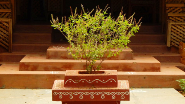 Vastu Tips for Tulsi Plant in kannada