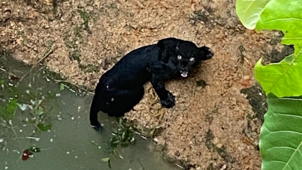 Varanasi Students Are Being Trained Yakshagana In Udupi