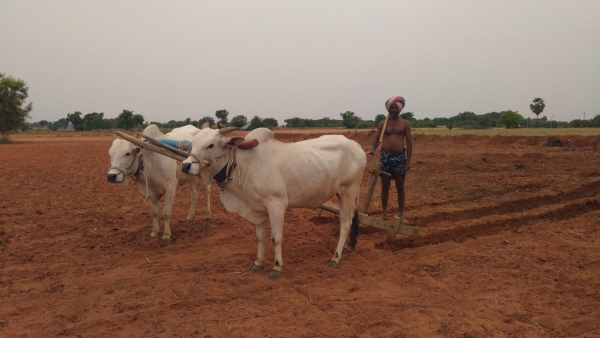Two Year Diploma Course In Agriculture How To Apply