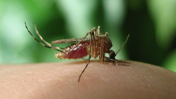 Be Wary Of Disease-Carrying Mosquitoes Do You Know Why