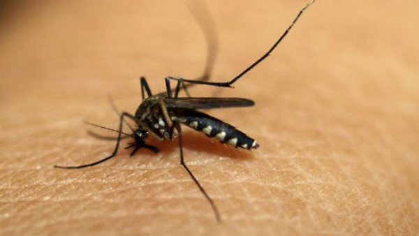 Be Wary Of Disease-Carrying Mosquitoes Do You Know Why