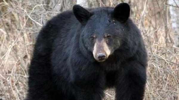 Bear death after hit by vehicle on the national highway near Chitradurga district