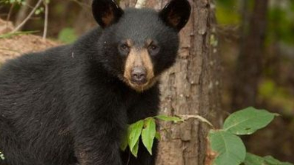 Bear death after eating explosives in Horeyala village