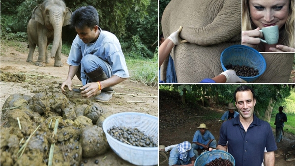 Black Ivory Coffee Expensive black ivory coffee made from elephant dung