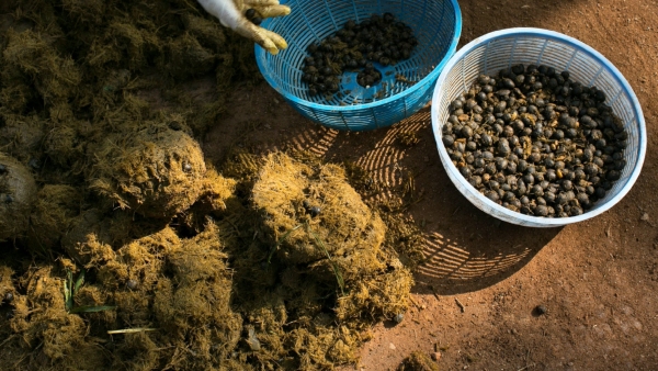 Black Ivory Coffee Expensive black ivory coffee made from elephant dung