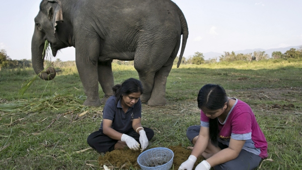 Black Ivory Coffee Expensive black ivory coffee made from elephant dung