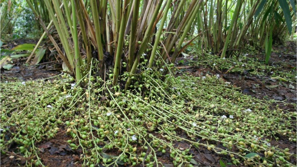 Tips For Farmers How To Control The Deadly Blight Of Cardamom