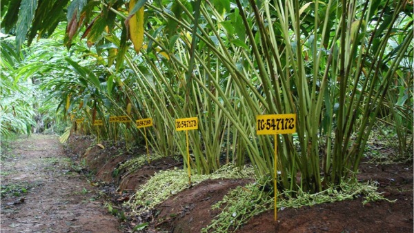 Tips For Farmers How To Control The Deadly Blight Of Cardamom