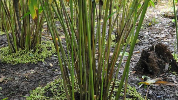 Tips For Farmers How To Control The Deadly Blight Of Cardamom