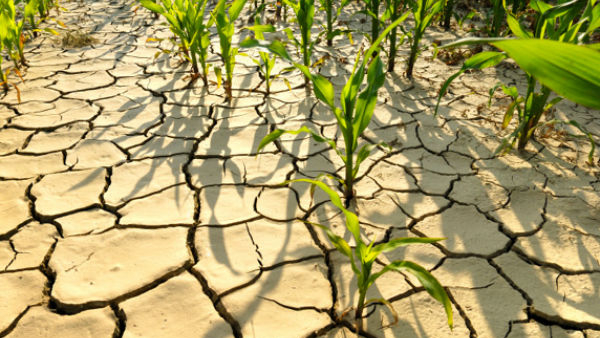 Chikkaballapur Even though the sowing period is over the rain does not come the farmer is sad