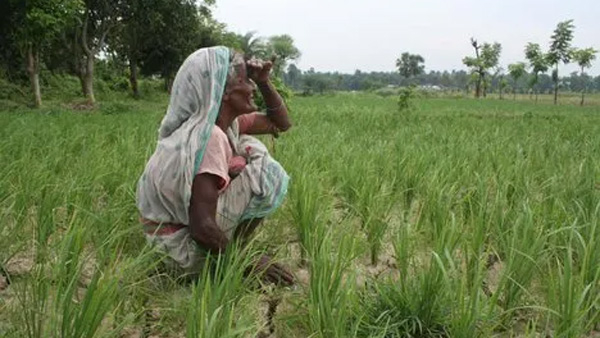 Chikkaballapur Even though the sowing period is over the rain does not come the farmer is sad