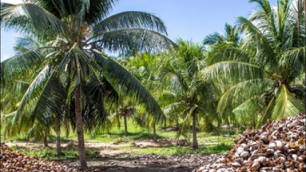 Tips For Farmers How To Manage Coconut Crops From Agricultural Pests Tips For Farmers How To Manage Coconut Crops From Agricultural Pests