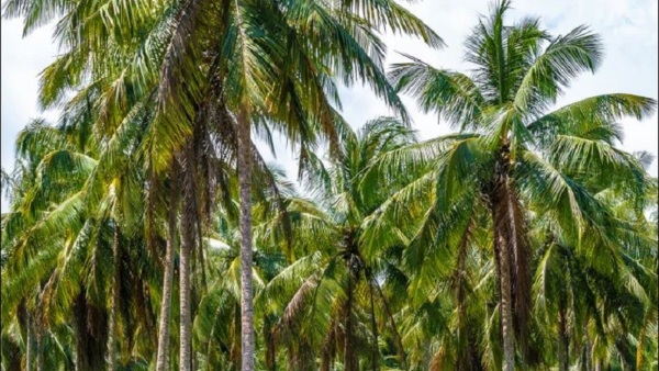 Tips For Farmers How To Manage Coconut Crops From Agricultural Pests Tips For Farmers How To Manage Coconut Crops From Agricultural Pests