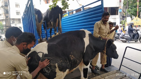 Apply For Two Year Diploma Course In Animal Husbandry