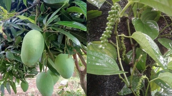 Registration Started for Weather Based Crop Insurance