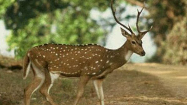 Two-and-a-half-year-old deer death after hit by KSRTC bus near Gundlupete