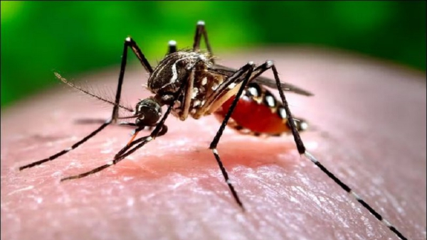 How To Control Dengue Mosquito In Rainy Season