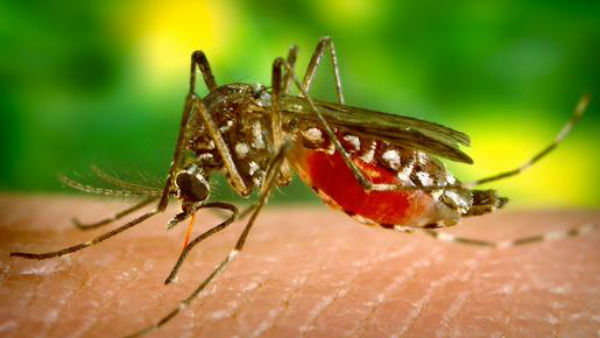 Dengue Fever Control Circular By Karnataka Health Department