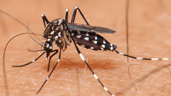Danger Dengue Take precautionary measures said District Health Officer Dr Mahesh
