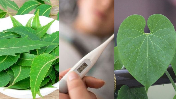 Home remedies to control dengue fever