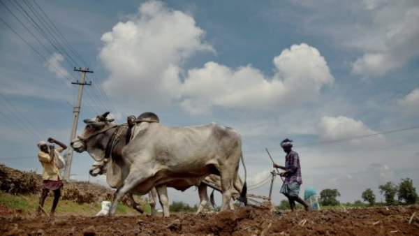 Dharwad Reached Monsoon Crop sowing in 2 63 Land of Targeted 2 70 Lakh Hectare Land