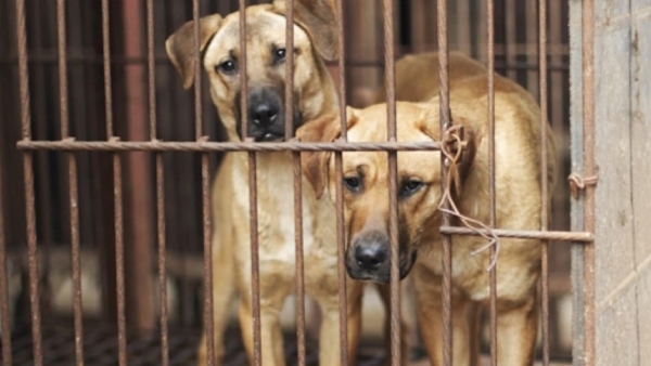 Dog meat supply case by train to Bengaluru Sent for meat testing