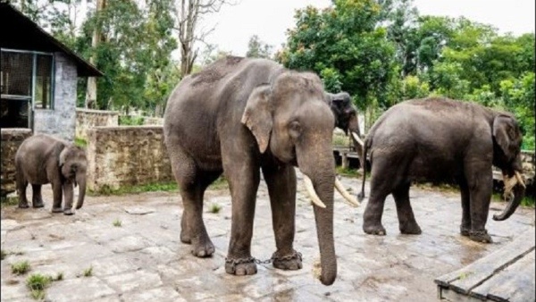 Hanging bridge proposed across Cauvery in Dubare Elephant Camp