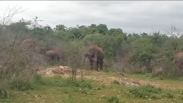 KRS dam outFlow Increase Elephant Group are camped Near Bharachukki Waterfalls