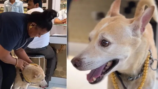 Woman buys 2 5 lakh rupees gold chain for pet video goes viral