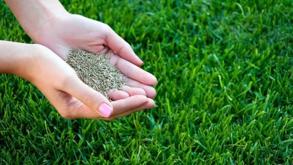 Nrega scheme Task of sowing grass seeds in gomala bahuvarshika