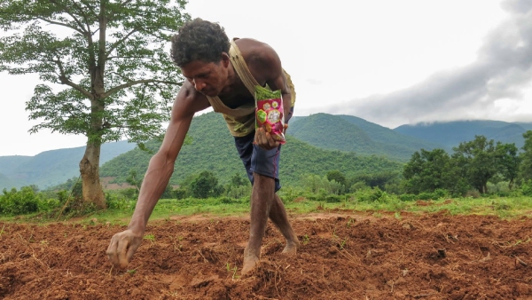 Nrega scheme Task of sowing grass seeds in gomala bahuvarshika