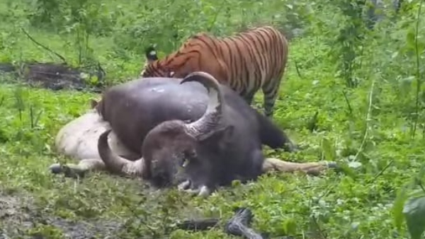 Tiger hunted a bison in Bandipur Tiger Reserve video viral