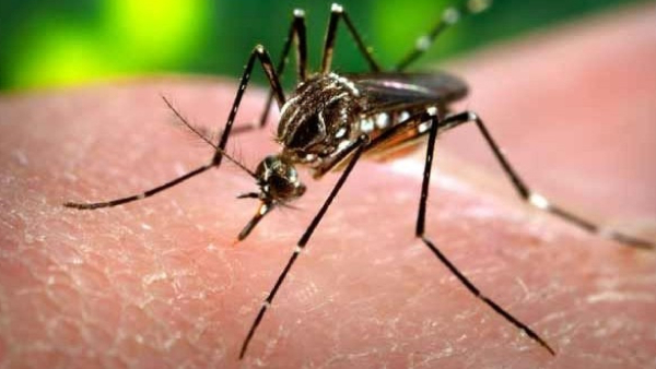 Dengue Fever Good news for BPL card holders in state