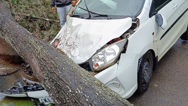 Heavy Rain Effect A Huge Tree Fell On A Moving Car At Chikkamagaluru