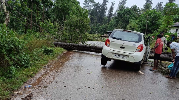 Heavy Rain Effect A Huge Tree Fell On A Moving Car At Chikkamagaluru