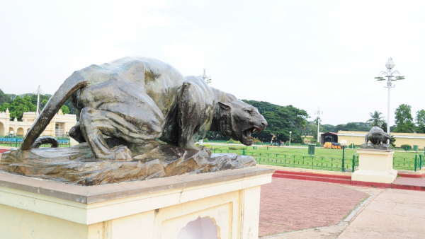 International Tiger Day Do You Know The Tiger Love Of Mysore Samsthana Kings