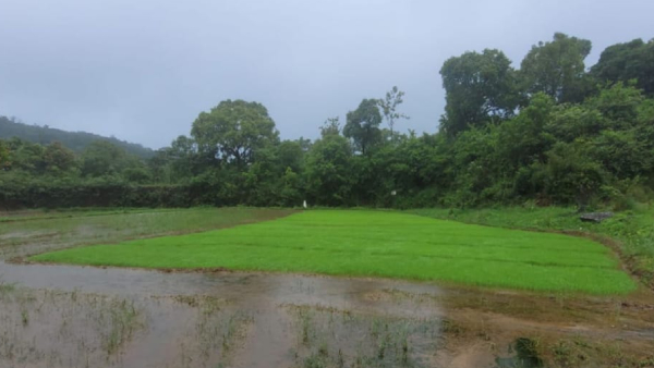 After Good Monsoon Rain Kodagu Agriculture Activities In Full Swing