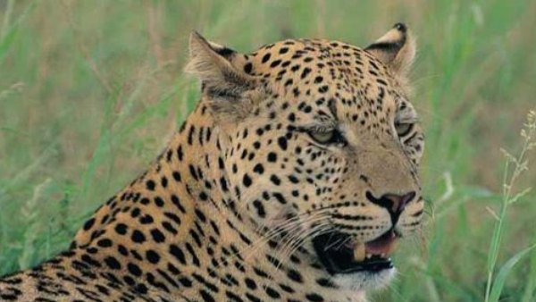 Leopard sighting in Kollegala People are worried