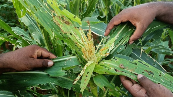 Chikkaballapur Maize crop destruction by Worm - farmers in trouble