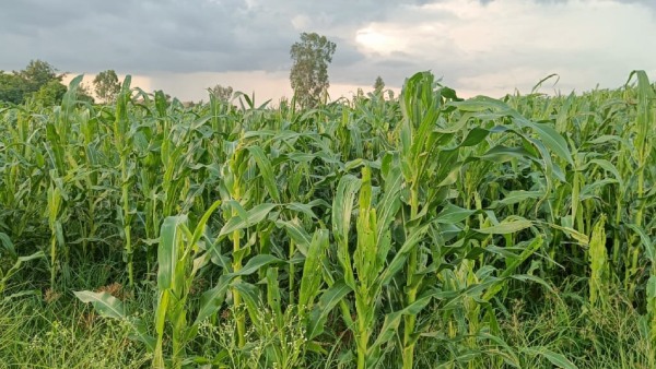 Chikkaballapur Maize crop destruction by Worm - farmers in trouble