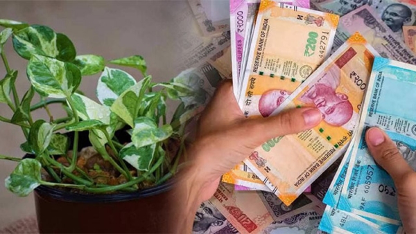 Money Plant Vastu Tips Put these 2 things in money plant soil you will increase wealth