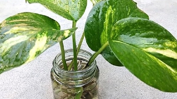 Money Plant Vastu Tips Put these 2 things in money plant soil you will increase wealth