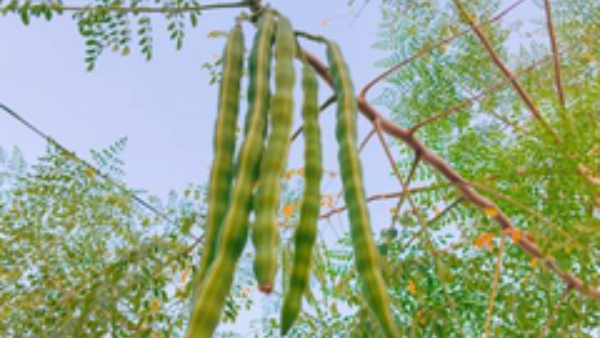 What Are The Benefits Of Moringa In Rainy Season